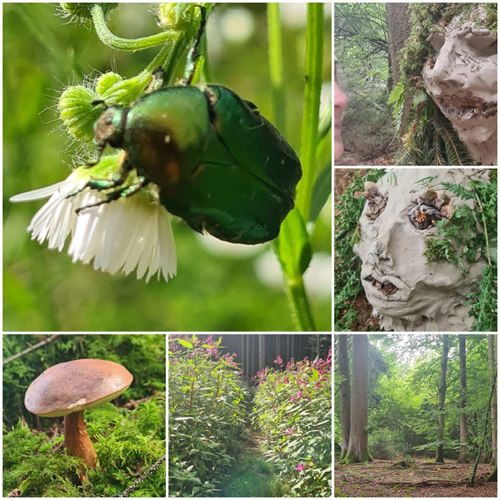 Sommercamp 2023 Wald