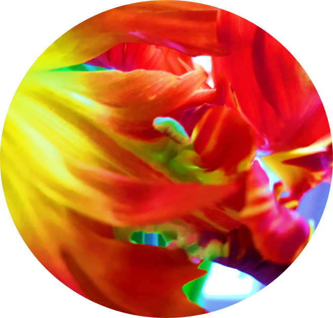 Tulpe rund
